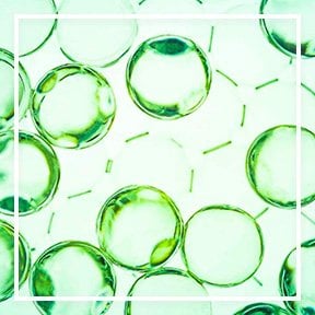 dmi ingredientlp 02 antioxidants stills intl jul2023png