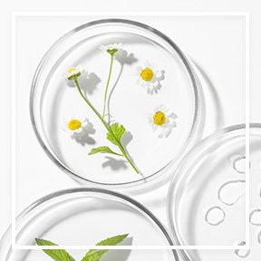 dmi ingredientlp 02 chamomile stills intl jul2023png