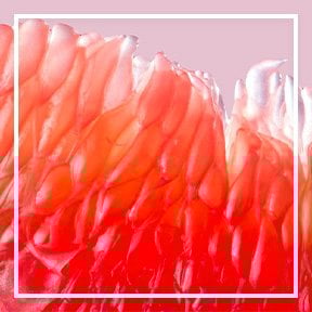 dmi ingredientlp 02 grapefruit stills intl jul2023png