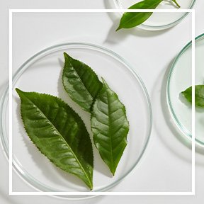 dmi ingredientlp 02 green tea stills intl jul2023png